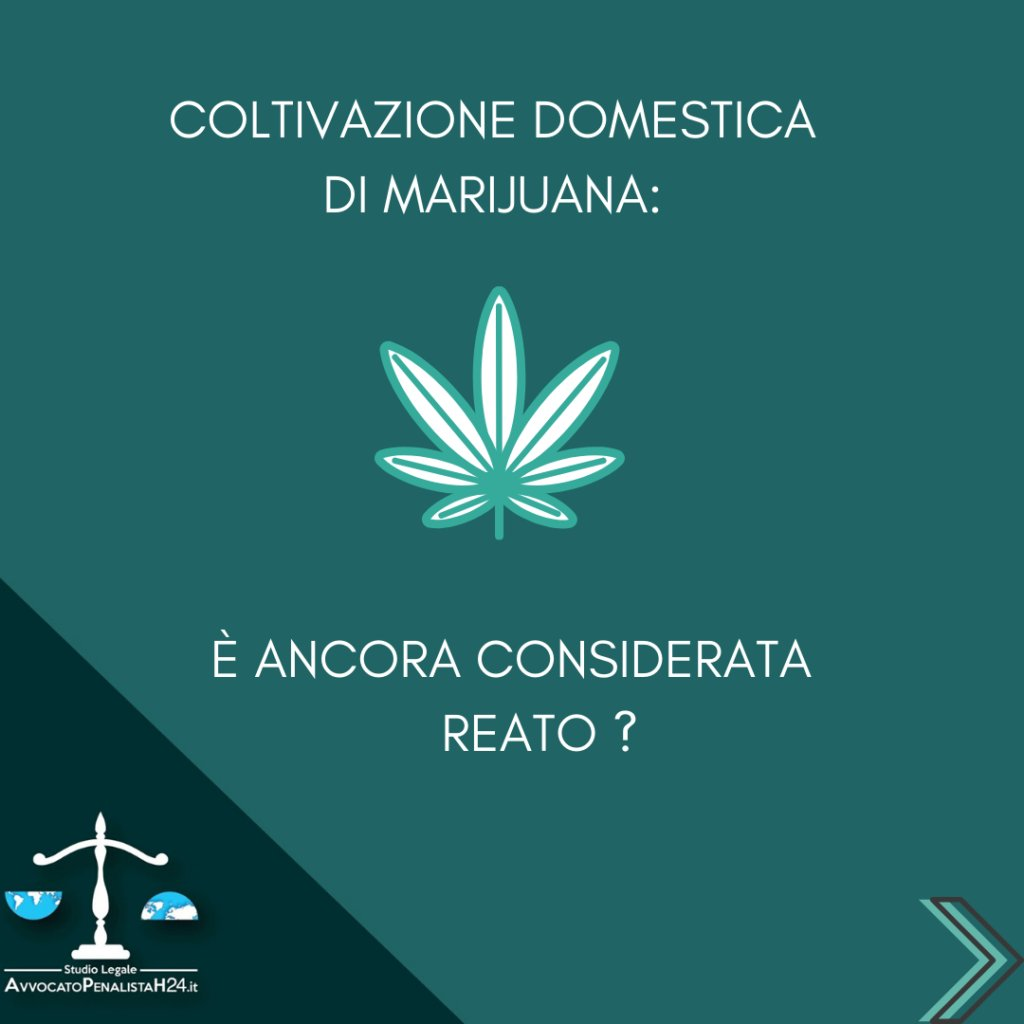 Coltivazione domestica di marijuana, quando non è considerata reato?